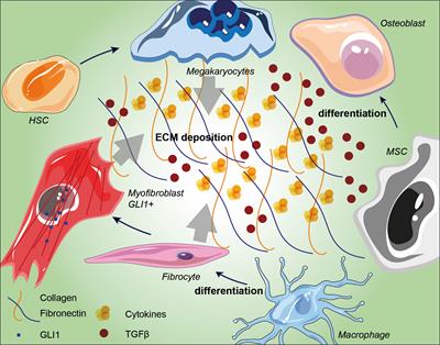 Frontiers Mesenchymal Stromal Cells In Tumor Microenvironment